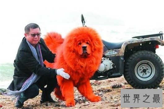 中国品种纯红藏獒价格高达1500万，其中有炒作的嫌疑