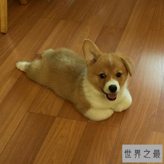 柯基犬好养吗？喝水都喝矿泉水（很难伺候）