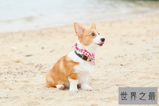 柯基犬好养吗？喝水都喝矿泉水（很难伺候）