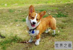 柯基犬好养吗？喝水都喝矿泉水（很难伺候）