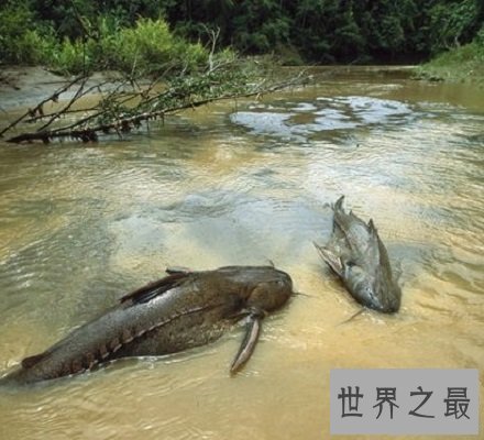 亚马逊鲇鱼 巨型鲶鱼凶猛无比被称吃人水怪！