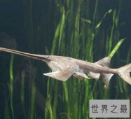 亚马逊鲇鱼 巨型鲶鱼凶猛无比被称吃人水怪！