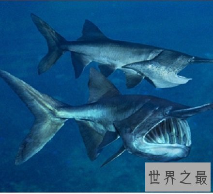 亚马逊鲇鱼 巨型鲶鱼凶猛无比被称吃人水怪！