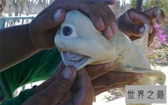 独眼鲨鱼长相恐怖 确是天生形成无法野外生存