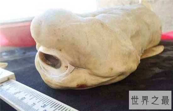 独眼鲨鱼长相恐怖 确是天生形成无法野外生存
