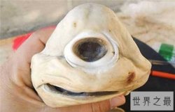 独眼鲨鱼长相恐怖 确是天生形成无法野外生存