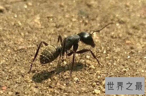 世界上最大的巨型蚂蚁 几个小时吃的你只剩骨头！