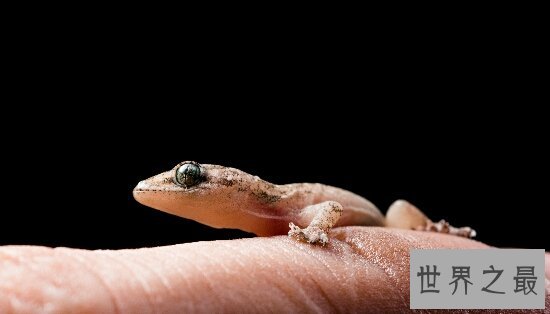 壁虎吃什么？他可是害虫的天敌啊，是田间捕虫高手