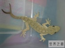 壁虎吃什么？他可是害虫的天敌啊，是田间捕虫高手