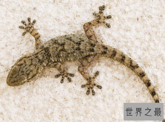 壁虎有毒吗？不要再耸人听闻了(壁虎有益，且行且珍惜）