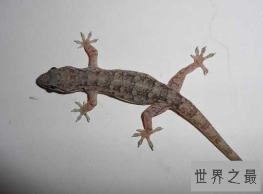 壁虎有毒吗？不要再耸人听闻了(壁虎有益，且行且珍惜）