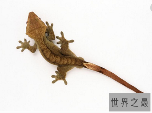 壁虎有毒吗？不要再耸人听闻了(壁虎有益，且行且珍惜）