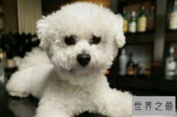 狗的寿命平均在12岁之间，最长记录是35岁