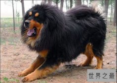 大开眼界纯种藏獒居然这么大只 比成人高半头