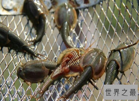 三眼恐龙虾是世界的活化石 起源于遥远的恐龙时期