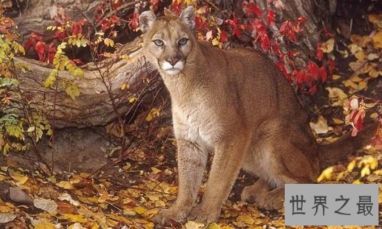 最特别的8种灭绝动物，每一种的消失都让人惋惜