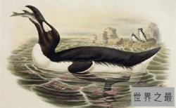 最特别的8种灭绝动物，每一种的消失都让人惋惜