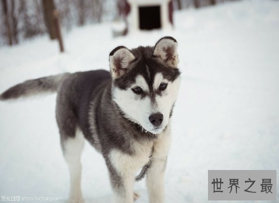 震惊！软萌可爱的哈士奇智商竟属于中等偏上（那真的是不低了）