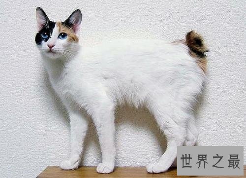 世界上最古老的猫品种安哥拉猫 起源于16世纪的非洲