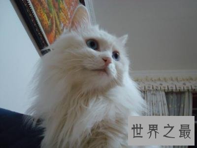 世界上最古老的猫品种安哥拉猫 起源于16世纪的非洲