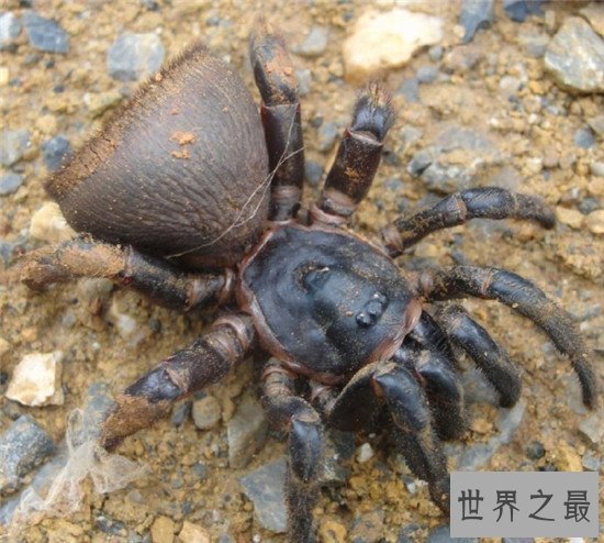 金钱活门蛛，中国记载最早的蜘蛛之一仅有6只