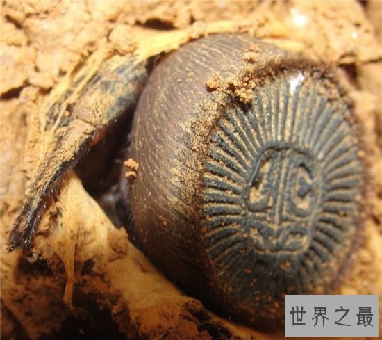 金钱活门蛛，中国记载最早的蜘蛛之一仅有6只