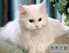世界上最古老的猫品种安哥拉猫 起源于16世纪的非洲