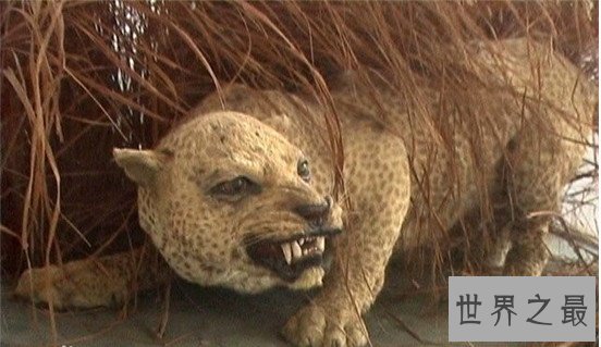桑给巴尔豹史上最凶残猎豹，在反巫术运动中被屠杀灭绝
