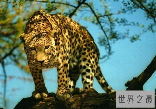 桑给巴尔豹史上最凶残猎豹，在反巫术运动中被屠杀灭绝