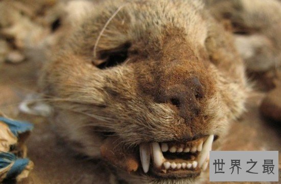 桑给巴尔豹史上最凶残猎豹，在反巫术运动中被屠杀灭绝