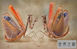 魔花螳螂世界上最稀有的螳螂，雌性外表艳丽善于伪装不会杀害亲夫