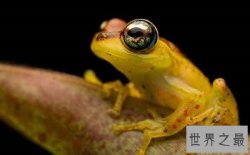 世界上毒性最强的黄金箭毒蛙，1g毒液可使15000人毙命