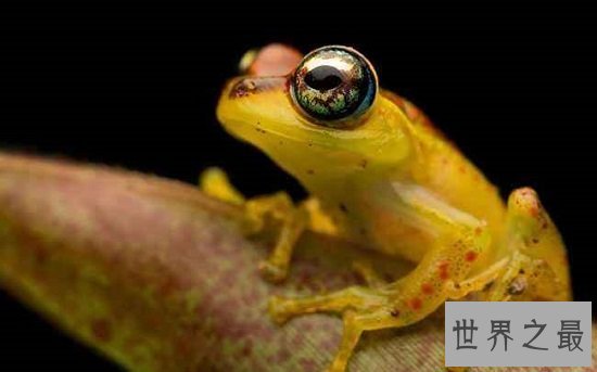 世界上毒性最强的黄金箭毒蛙，1g毒液可使15000人毙命