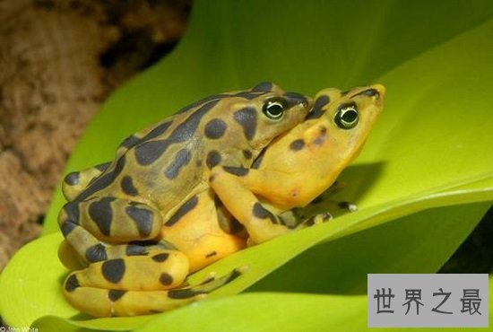 世界上毒性最强的黄金箭毒蛙，1g毒液可使15000人毙命