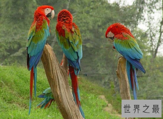 世界上体型最大的金刚鹦鹉  国家级保护动物濒临灭绝