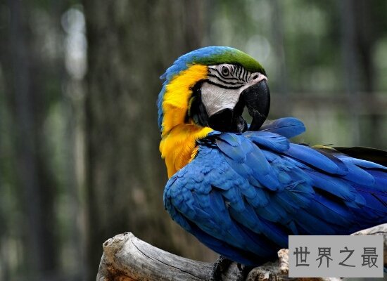 世界上体型最大的金刚鹦鹉  国家级保护动物濒临灭绝