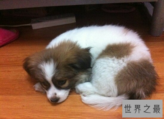 最适合家里饲养的小型犬品种排名 全都萌萌哒