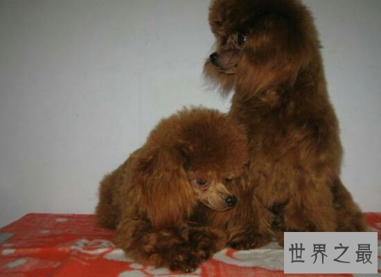 最适合家里饲养的小型犬品种排名 全都萌萌哒