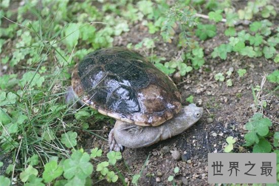 巨蛇颈龟的四种饲养方法 虽然长80厘米却只能活30年