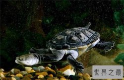 巨蛇颈龟的四种饲养方法 虽然长80厘米却只能活30年