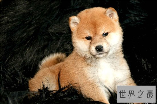 柴犬和秋田犬的区别 八种方法教你鉴别柴犬和秋田犬