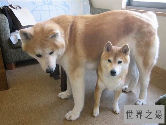 柴犬和秋田犬的区别 八种方法教你鉴别柴犬和秋田犬