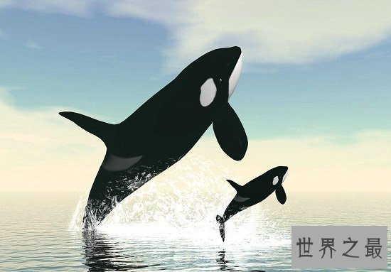 最美鲸鱼图片，鲸鱼宝宝们为啥那么爱蹦跶