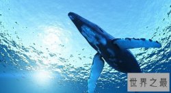 最美鲸鱼图片，鲸鱼宝宝们为啥那么爱蹦跶