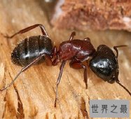 太吓人了 爆炸蚂蚁竟会为了同伴选择自爆和敌人同归于尽
