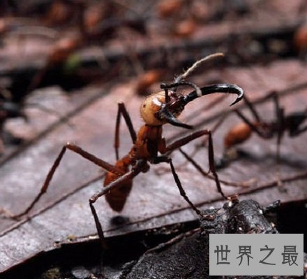 太吓人了 爆炸蚂蚁竟会为了同伴选择自爆和敌人同归于尽