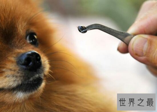 通过蜱虫图片了解这种虫子，钻进人体病菌感染