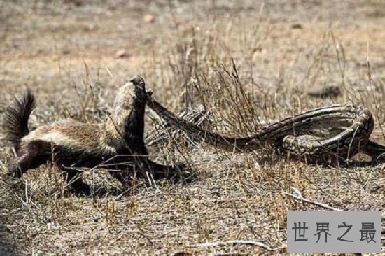 眼镜王蛇最害怕的动物，个个都是捕蛇能手