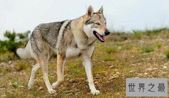 最珍贵结晶捷克狼犬，注意假冒混血狼犬相当危险