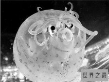 小猪章鱼堪称世界最奇怪的海洋生物之一 长得像猪游动缓慢